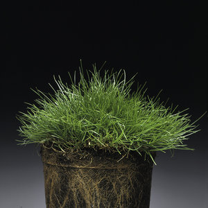 Poa trivialis pot.jpg